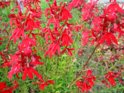 Staudenlobelie